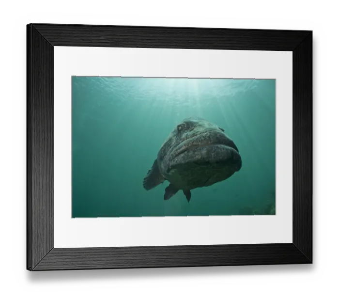 Framed Print : Potato grouper (Epinephelus tukala) in Passe Dubois / Dubois channel, Aldabra Framed Print : Potato grouper (Epinephelus tukala) in Passe Dubois / Dubois channel, Aldabra