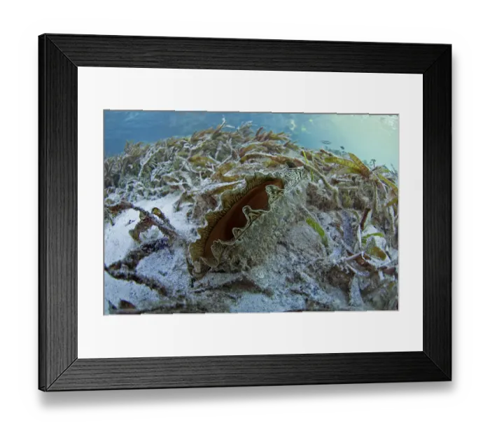 Framed Print : Flag pen shell (Atrina vexillum) in Passe Magnan / Magnan channel, Aldabra, Indian Ocean Framed Print : Flag pen shell (Atrina vexillum) in Passe Magnan / Magnan channel, Aldabra, Indian Ocean
