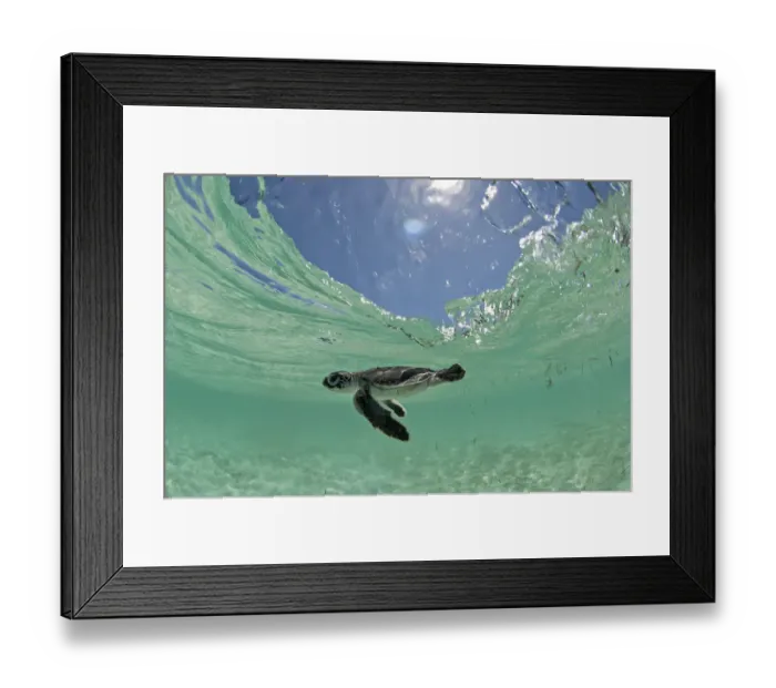 Framed Print : Green Turtle (Chelonia mydas) hatchling swims towards the deep part of the sea to escape Framed Print : Green Turtle (Chelonia mydas) hatchling swims towards the deep part of the sea to escape