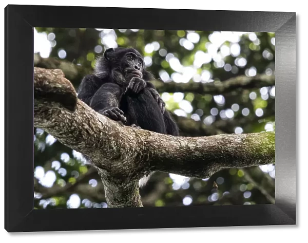 Bonobo (Pan paniscus) in tree, Mpelu group, Malebo, Democratic Republic of Congo