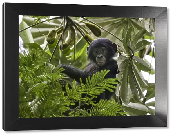 Bonobo (Pan paniscus) baby in tree, Democratic Republic of Congo