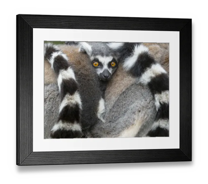 Framed Print : Ring-tailed lemur (Lemur catta) two huddled together for warmth. Captive Framed Print : Ring-tailed lemur (Lemur catta) two huddled together for warmth. Captive