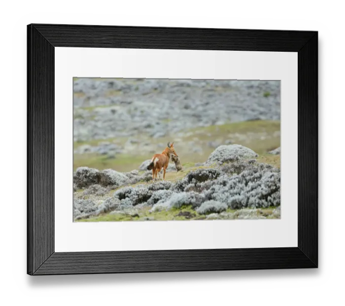Framed Print : Ethiopian Wolf (Canis simensis) catching a big-headed African mole-rat Framed Print : Ethiopian Wolf (Canis simensis) catching a big-headed African mole-rat
