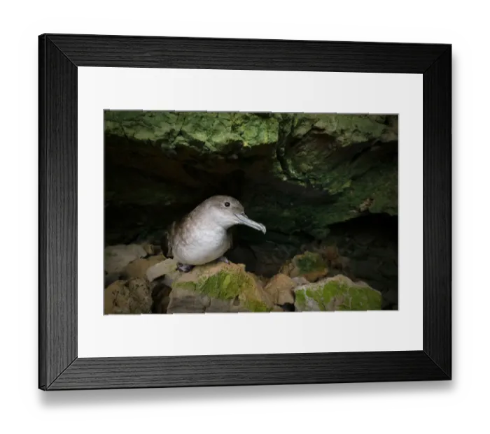 Framed Print : Balearic shearwater (Puffinus mauretanicus) at night inside a breeding colony cave Framed Print : Balearic shearwater (Puffinus mauretanicus) at night inside a breeding colony cave