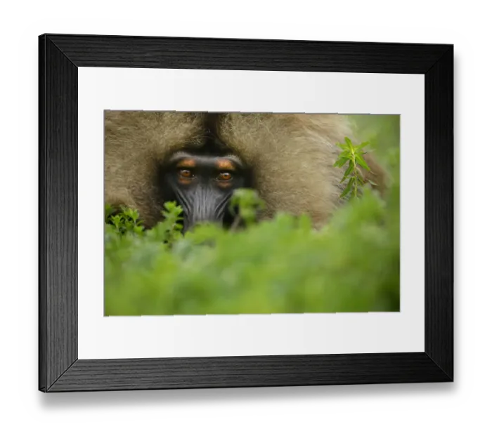 Framed Print : Gelada Baboon (Theropithecus gelada) male lying in a forest glade at around 3 Framed Print : Gelada Baboon (Theropithecus gelada) male lying in a forest glade at around 3