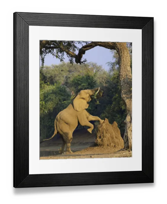 Framed Print : Elephant (Loxodonta africana) using termite mound to reach for food Framed Print : Elephant (Loxodonta africana) using termite mound to reach for food