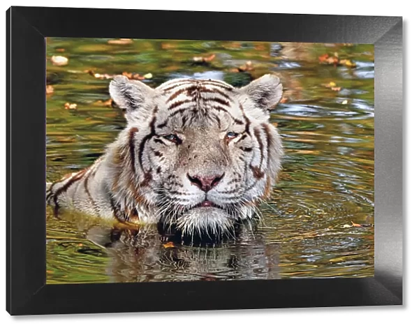 Tiger (Panthera tigris) close-up of leucistic  /  white animal bathing in pool