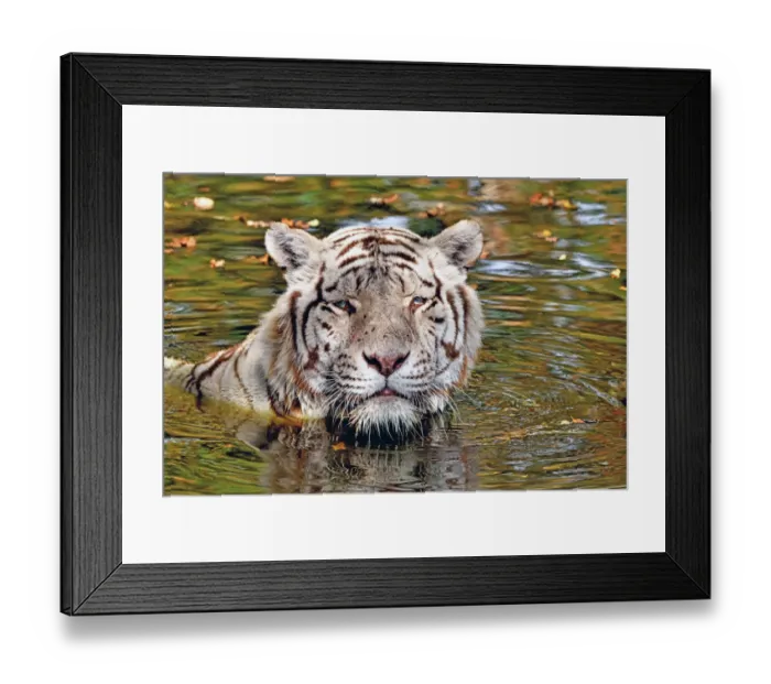 Framed Print : Tiger (Panthera tigris) close-up of leucistic / white animal bathing in pool Framed Print : Tiger (Panthera tigris) close-up of leucistic / white animal bathing in pool