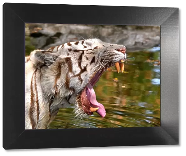 Tiger (Panthera tigris) close-up of leucistic  /  white animal yawning