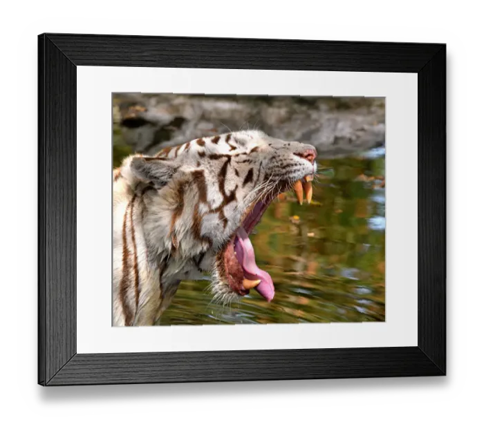 Framed Print : Tiger (Panthera tigris) close-up of leucistic / white animal yawning Framed Print : Tiger (Panthera tigris) close-up of leucistic / white animal yawning