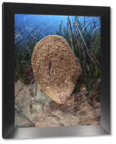 Noble pen shell (Pinna nobilis) is the largest bivalve in the Mediterranean