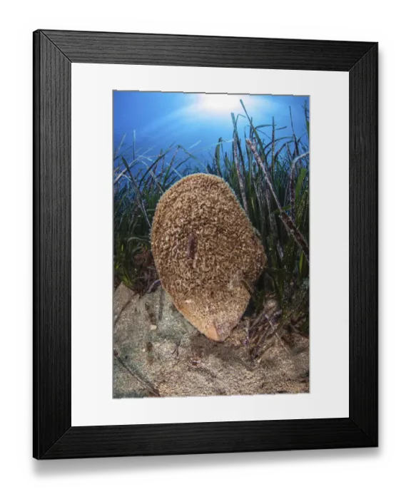 Framed Print : Noble pen shell (Pinna nobilis) is the largest bivalve in the Mediterranean Framed Print : Noble pen shell (Pinna nobilis) is the largest bivalve in the Mediterranean
