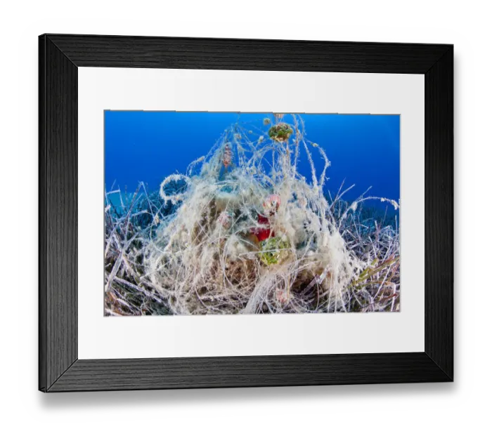 Framed Print : Abandonded fishing gear in seagrass meadow, with red sea squirt (Halocynthia papillosa)