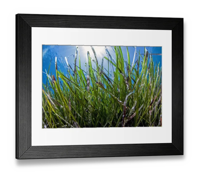 Framed Print : Neptune seagrass meadow (Posidonia oceanica) in the coastal zone of the Samaria National Framed Print : Neptune seagrass meadow (Posidonia oceanica) in the coastal zone of the Samaria National
