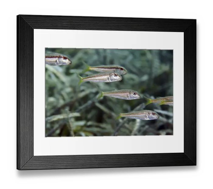 Framed Print : A school of striped red mullet or surmullet (Mullus surmuletus) swim over seagrass meadow