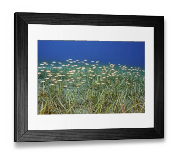 Framed Print : A school of Siganids (Siganus rivulatus) fish swimming over meadow of little Neptune