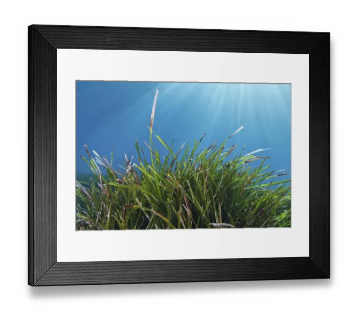 Framed Print : Neptune seagrass (Posidonia oceanica) meadow, Samaria National Park, Chania, Crete Framed Print : Neptune seagrass (Posidonia oceanica) meadow, Samaria National Park, Chania, Crete