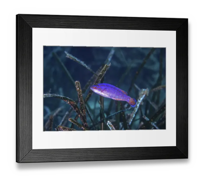 Framed Print : Black-tailed wrasse (Symphodus melanocercus) sheltering within Neptune seagrass Framed Print : Black-tailed wrasse (Symphodus melanocercus) sheltering within Neptune seagrass