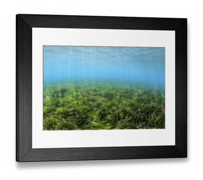 Framed Print : Meadow of Neptune seagrass (Posidonia oceanica), Chersonissos, Heraklion, Crete, Greece Framed Print : Meadow of Neptune seagrass (Posidonia oceanica), Chersonissos, Heraklion, Crete, Greece