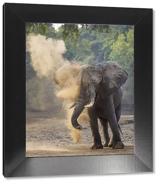 African elephant (Loxodonta africana) dust bathing, Mana Pools National Park, Zimbabwe