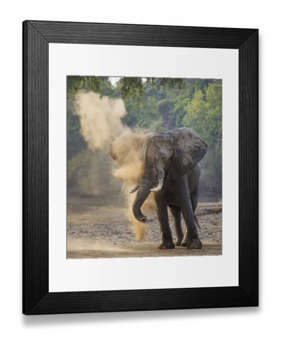 Framed Print : African elephant (Loxodonta africana) dust bathing, Mana Pools National Park, Zimbabwe Framed Print : African elephant (Loxodonta africana) dust bathing, Mana Pools National Park, Zimbabwe