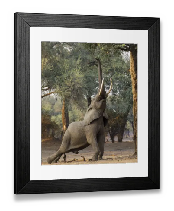 Framed Print : African elephant (Loxodonta africana) reaching up for foliage Framed Print : African elephant (Loxodonta africana) reaching up for foliage