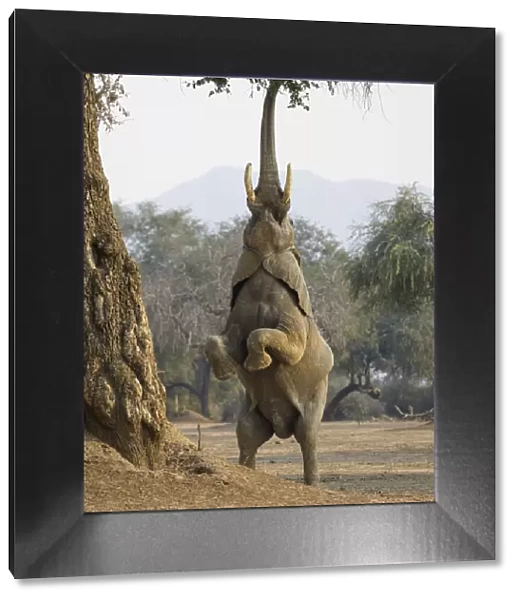 African elephant (Loxodonta africana) reaching up for foliage, Mana Pools National Park