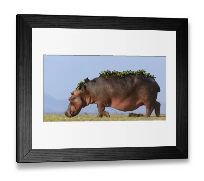 Framed Print : Hippopotamus (Hippopotamus Amphibius) with back covered in water hyacinth on back after Framed Print : Hippopotamus (Hippopotamus Amphibius) with back covered in water hyacinth on back after