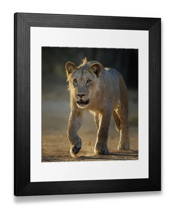 Framed Print : Lion (Panthera leo) young male, Mana Pools National Park, Zimbabwe Framed Print : Lion (Panthera leo) young male, Mana Pools National Park, Zimbabwe