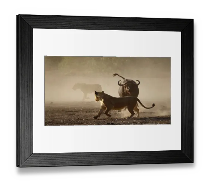 Framed Print : Lion (Panthera leo) moving away from a defensive African buffalo (Syncerus caffer
