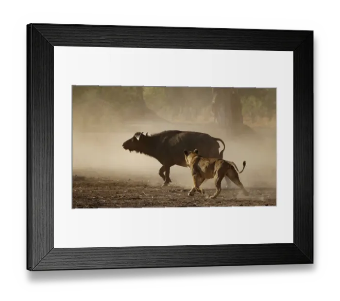 Framed Print : Lion (Panthera leo) chasing African buffalo (Syncerus caffer Framed Print : Lion (Panthera leo) chasing African buffalo (Syncerus caffer