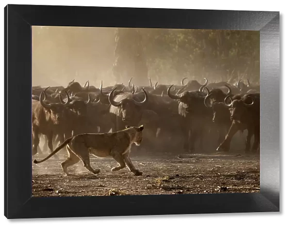 African buffalo (Syncerus caffer) herd showing defensive behaviour as an African lioness