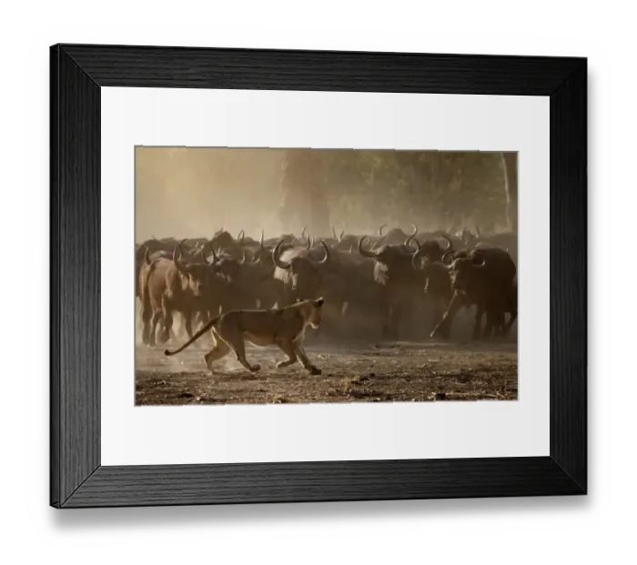 Framed Print : African buffalo (Syncerus caffer) herd showing defensive behaviour as an African lioness Framed Print : African buffalo (Syncerus caffer) herd showing defensive behaviour as an African lioness