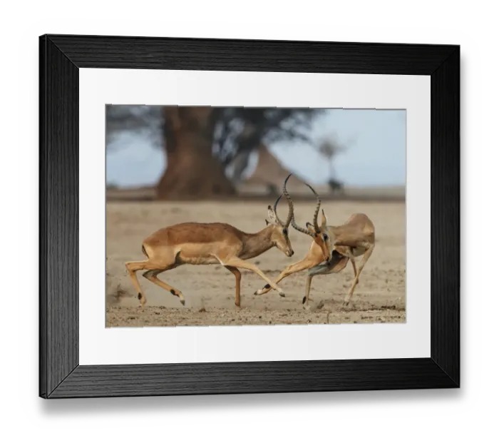 Framed Print : Impala (Aepyceros melampus) two males fighting, Mana Pools National Park, Zimbabwe Framed Print : Impala (Aepyceros melampus) two males fighting, Mana Pools National Park, Zimbabwe
