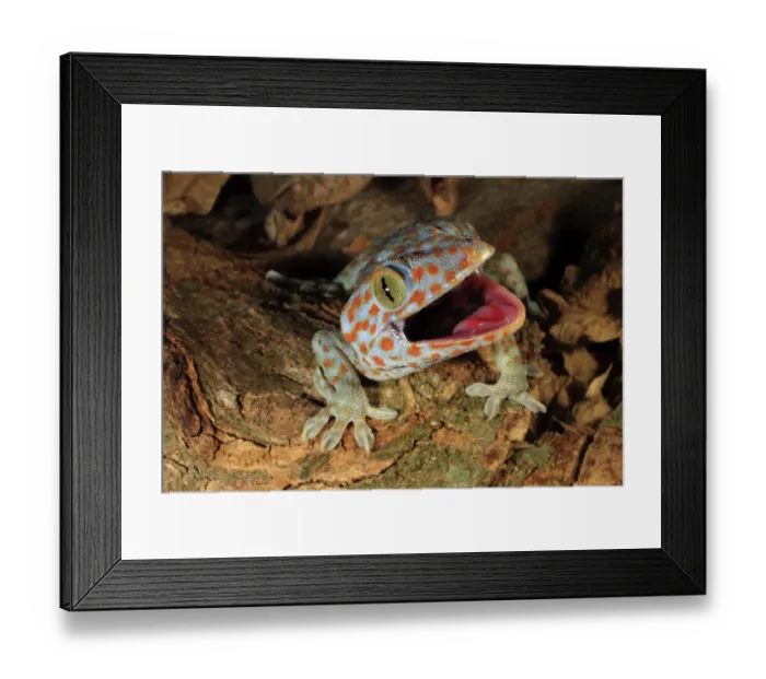 Framed Print : Tokay gecko (Gekko gecko) enacting a defensive display towards a perceived threat