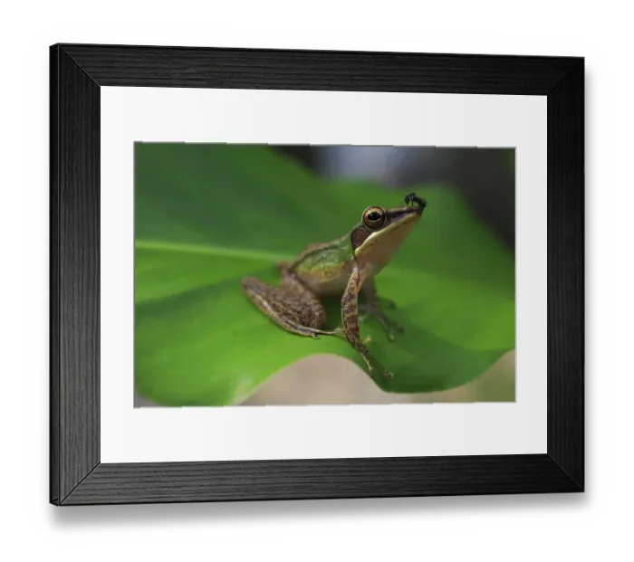 Framed Print : Copper-cheeked frog (Chalcorana labialis) from riparian lowland rainforest on