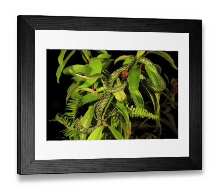 Framed Print : Golden tree snake (Chrysopelea ornata) male, Patong Beach, Phuket Island, Thailand Framed Print : Golden tree snake (Chrysopelea ornata) male, Patong Beach, Phuket Island, Thailand