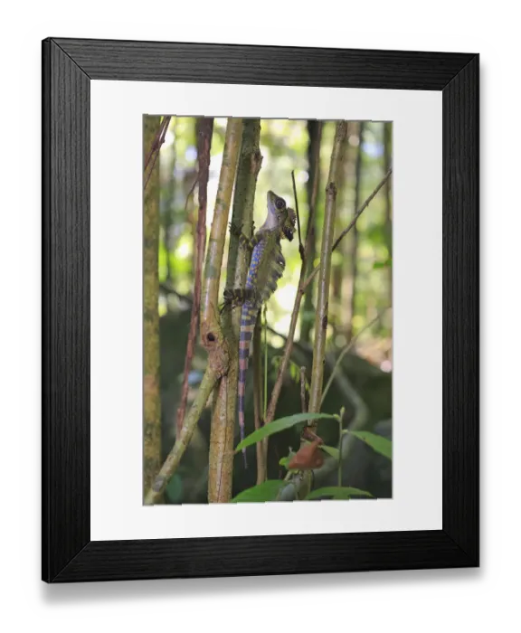 Framed Print : Great anglehead lizard (Gonocephalus grandis) male, Tioman Island, Malaysia