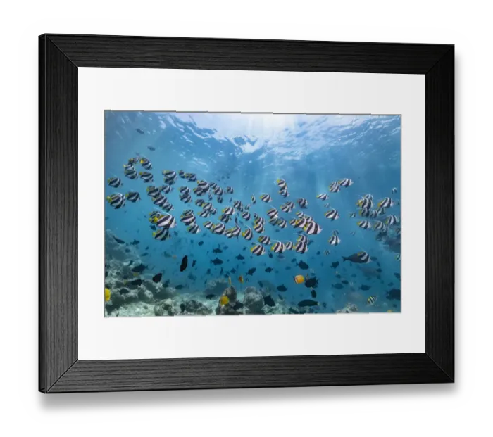 Framed Print : Pennant coralfish (Heniochus acuminatus), shoal, Maldives Framed Print : Pennant coralfish (Heniochus acuminatus), shoal, Maldives