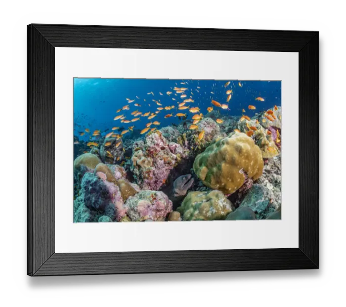 Framed Print : Maldives tropical reef community. Morray eel and tropical fish in mostly dead or dying Framed Print : Maldives tropical reef community. Morray eel and tropical fish in mostly dead or dying