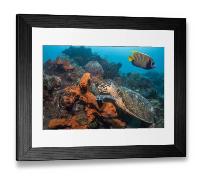 Framed Print : Hawksbill turtle (Erethmochelys imbricata) feeding on tropical reef, Tulamben Framed Print : Hawksbill turtle (Erethmochelys imbricata) feeding on tropical reef, Tulamben