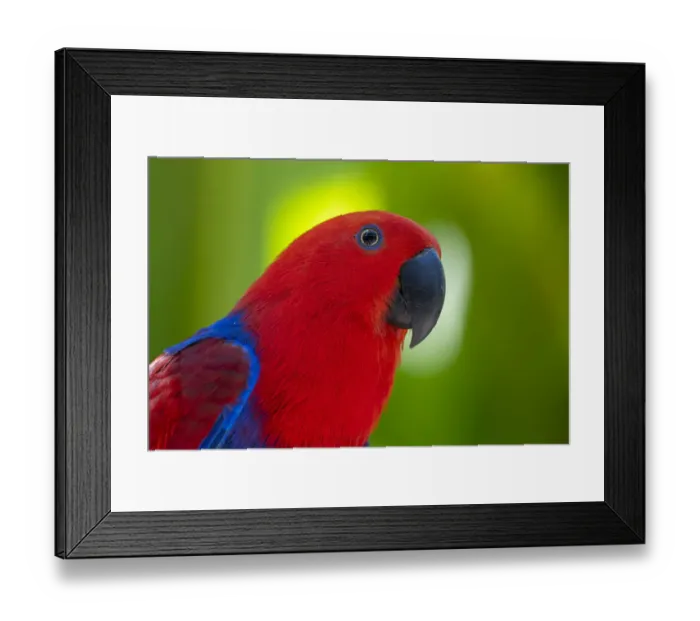 Framed Print : Eclectus parrot (Eclectus roratus). Captive, Bali Bird Park, Denpasar, Bali, Indonesia