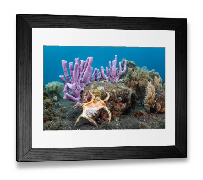 Framed Print : Chiragra spider conch shell (Harpago chiragra) in diverse tropical reef, Tulamben Framed Print : Chiragra spider conch shell (Harpago chiragra) in diverse tropical reef, Tulamben