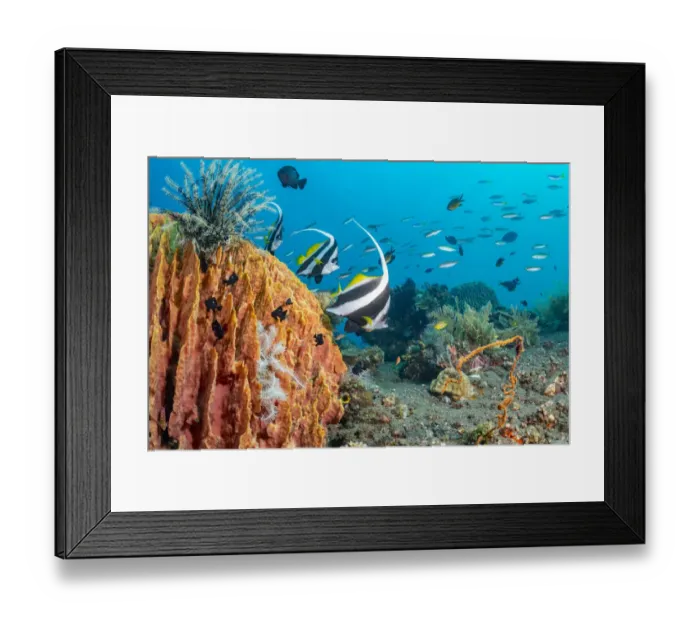 Framed Print : Pennant coralfish (Heniochus acuminatus) at Giant barrel sponge (Xestospongia muta