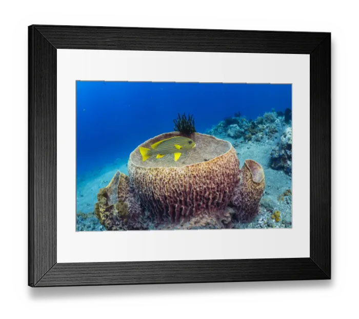Framed Print : Ribbon sweetlips (Plectorhinchus polytaenia) at Giant barrel sponge (Xestospongia muta Framed Print : Ribbon sweetlips (Plectorhinchus polytaenia) at Giant barrel sponge (Xestospongia muta