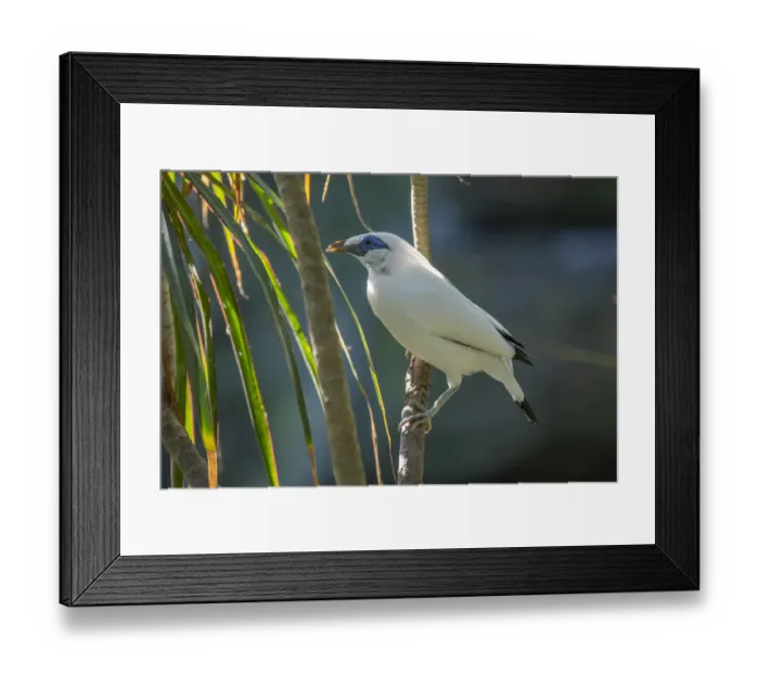 Framed Print : Bali myna (Leucopsar rothschildi). Bali Bird Park, Denpasar, Bali, Indonesia Framed Print : Bali myna (Leucopsar rothschildi). Bali Bird Park, Denpasar, Bali, Indonesia