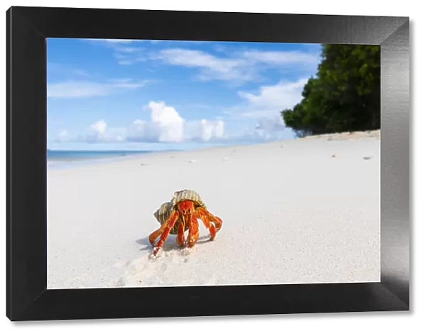 Strawberry land hermit crab (Coenobita perlatus). On white coral sand beach