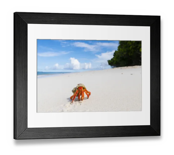 Framed Print : Strawberry land hermit crab (Coenobita perlatus). On white coral sand beach Framed Print : Strawberry land hermit crab (Coenobita perlatus). On white coral sand beach