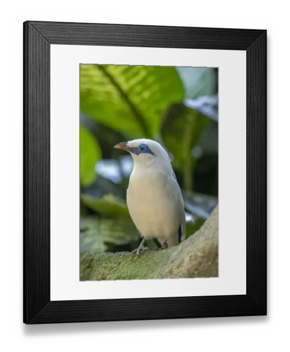 Framed Print : Bali myna (Leucopsar rothschildi). Bali Bird Park, Denpasar, Bali, Indonesia Framed Print : Bali myna (Leucopsar rothschildi). Bali Bird Park, Denpasar, Bali, Indonesia