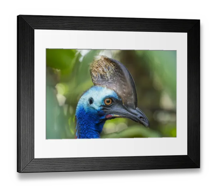 Framed Print : Southern cassowary (Casuarius casuarius) Bali Bird Park, Denpasar, Bali, Indonesia Framed Print : Southern cassowary (Casuarius casuarius) Bali Bird Park, Denpasar, Bali, Indonesia
